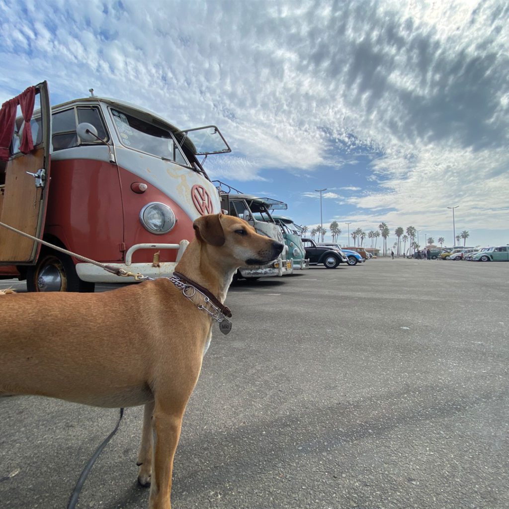 volkswagen bus photo gallery milo-buses